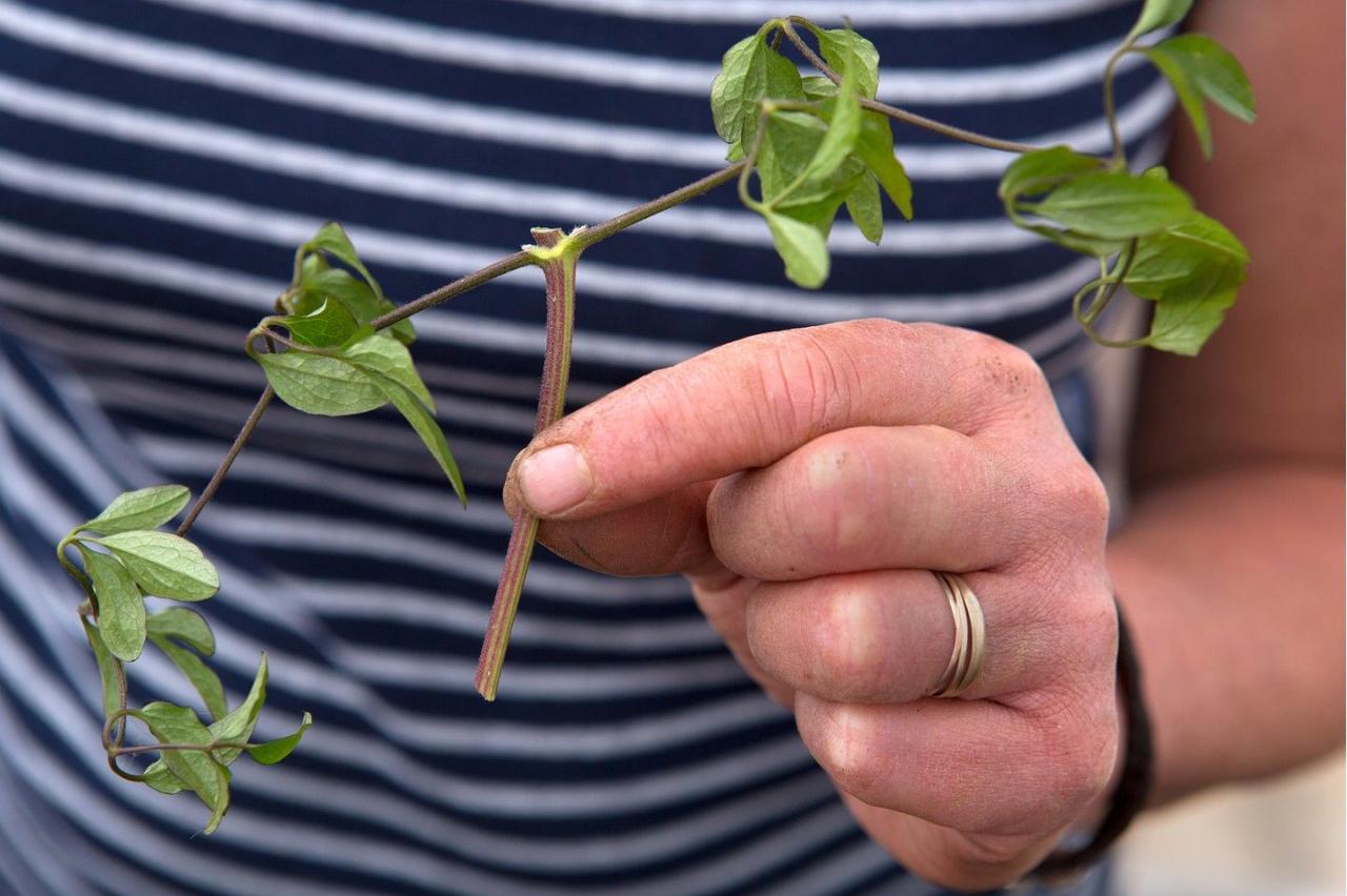 How to Achieve a Thriving Clematis Garden Using Simple Techniques