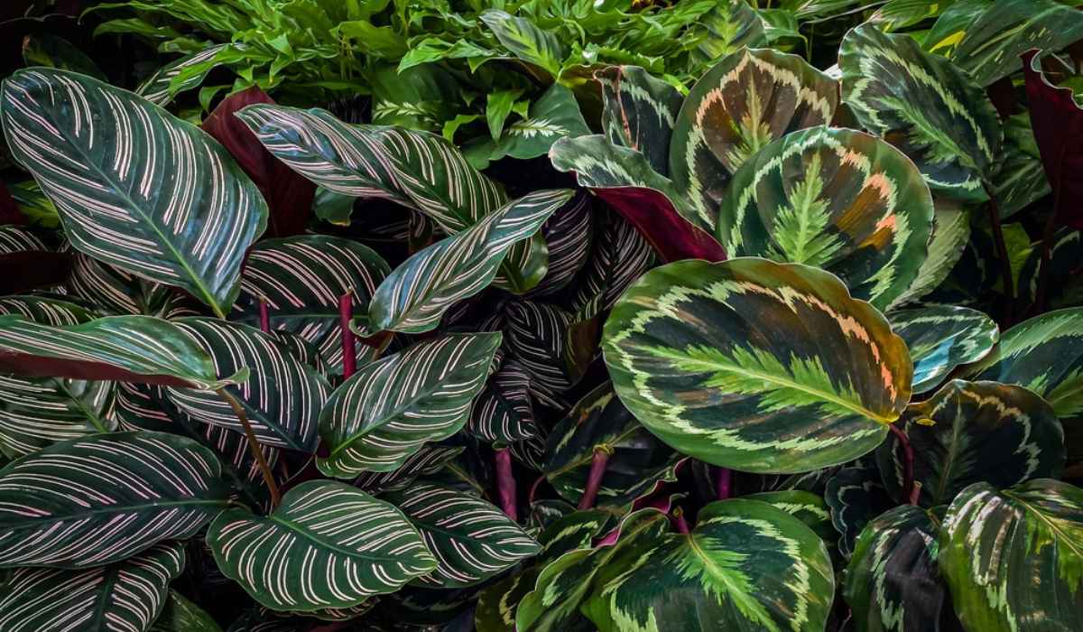 Grow Gorgeous Calathea with Ease: Discover the Best Techniques!