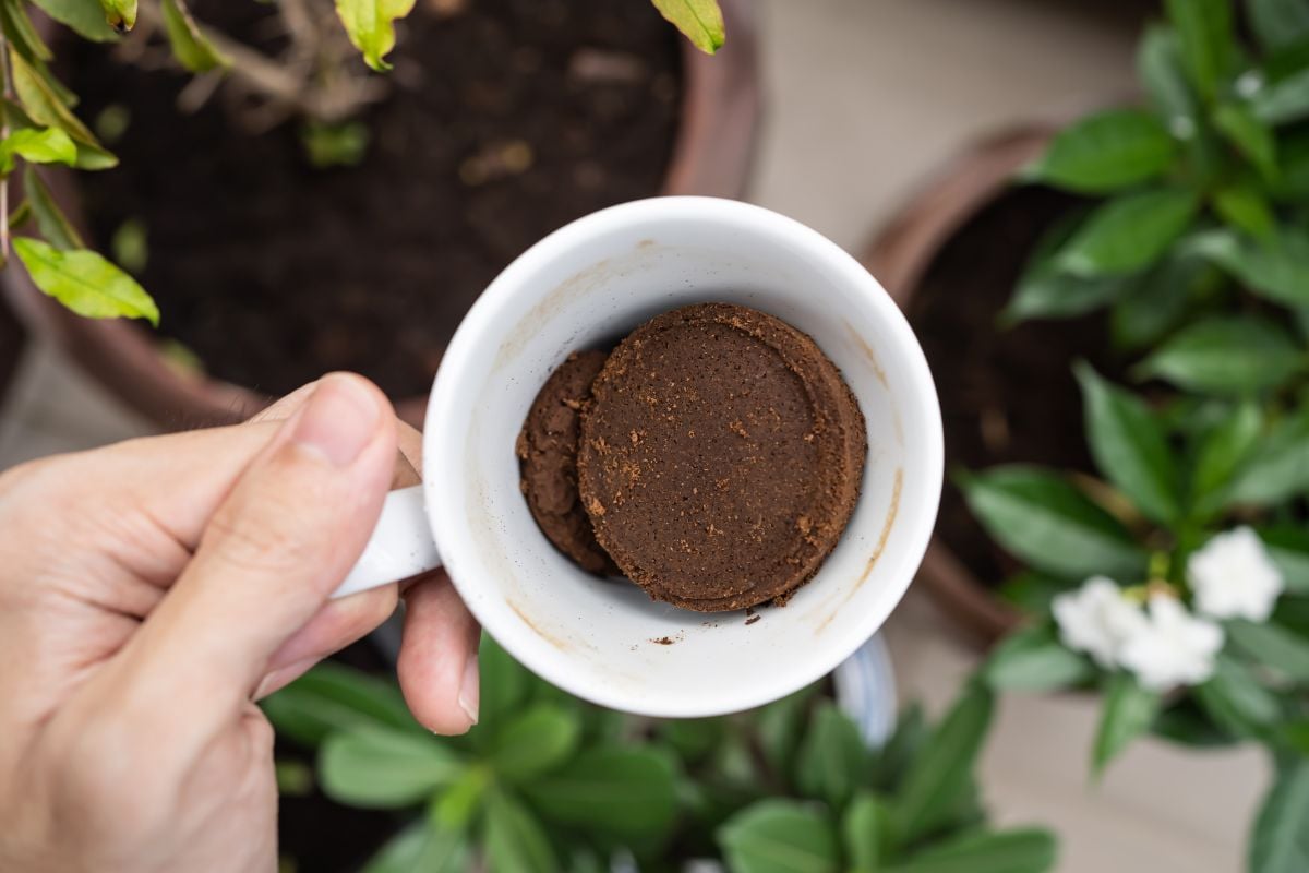 Best Plants to Grow Indoors Using Coffee Grounds