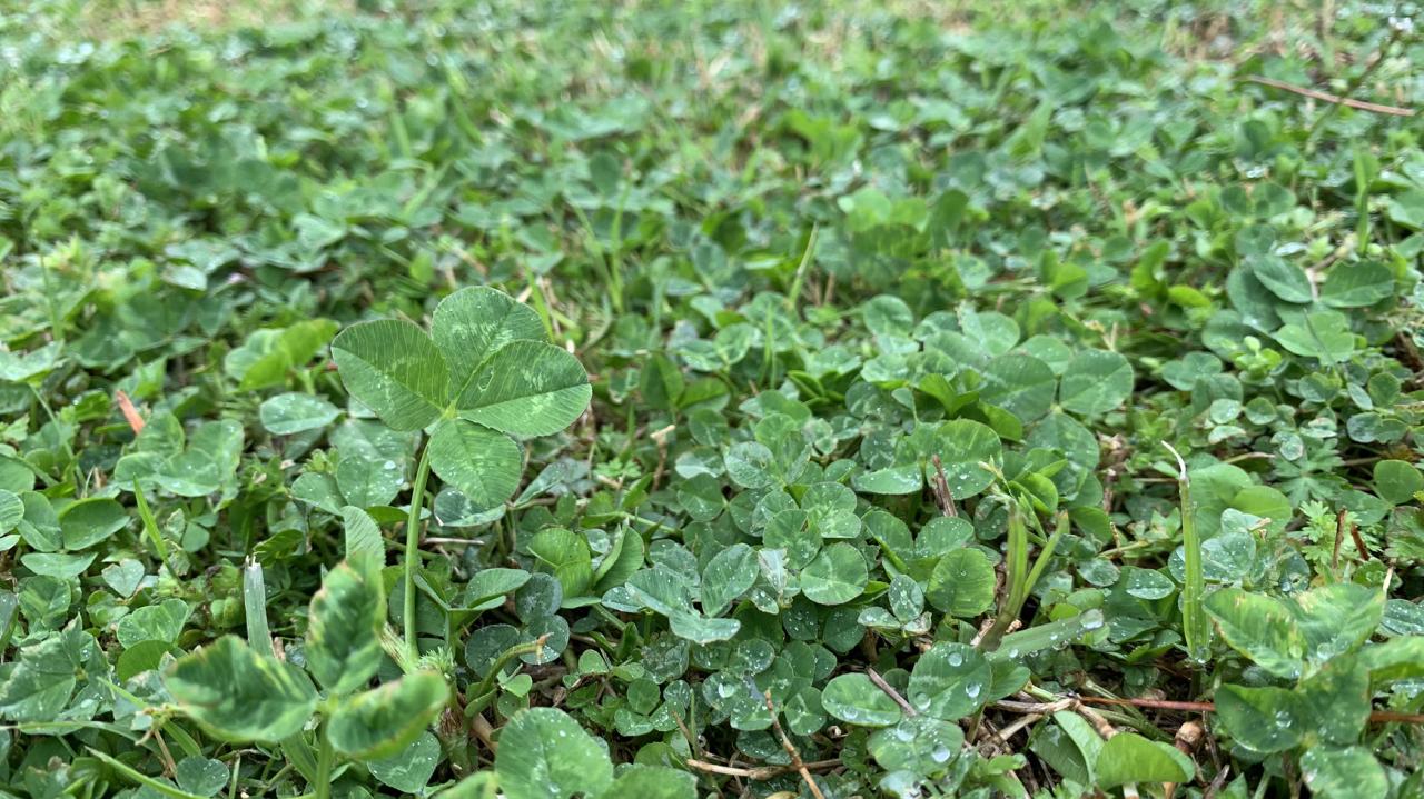 How to Identify and Grow the Rare Four Leaf Clover