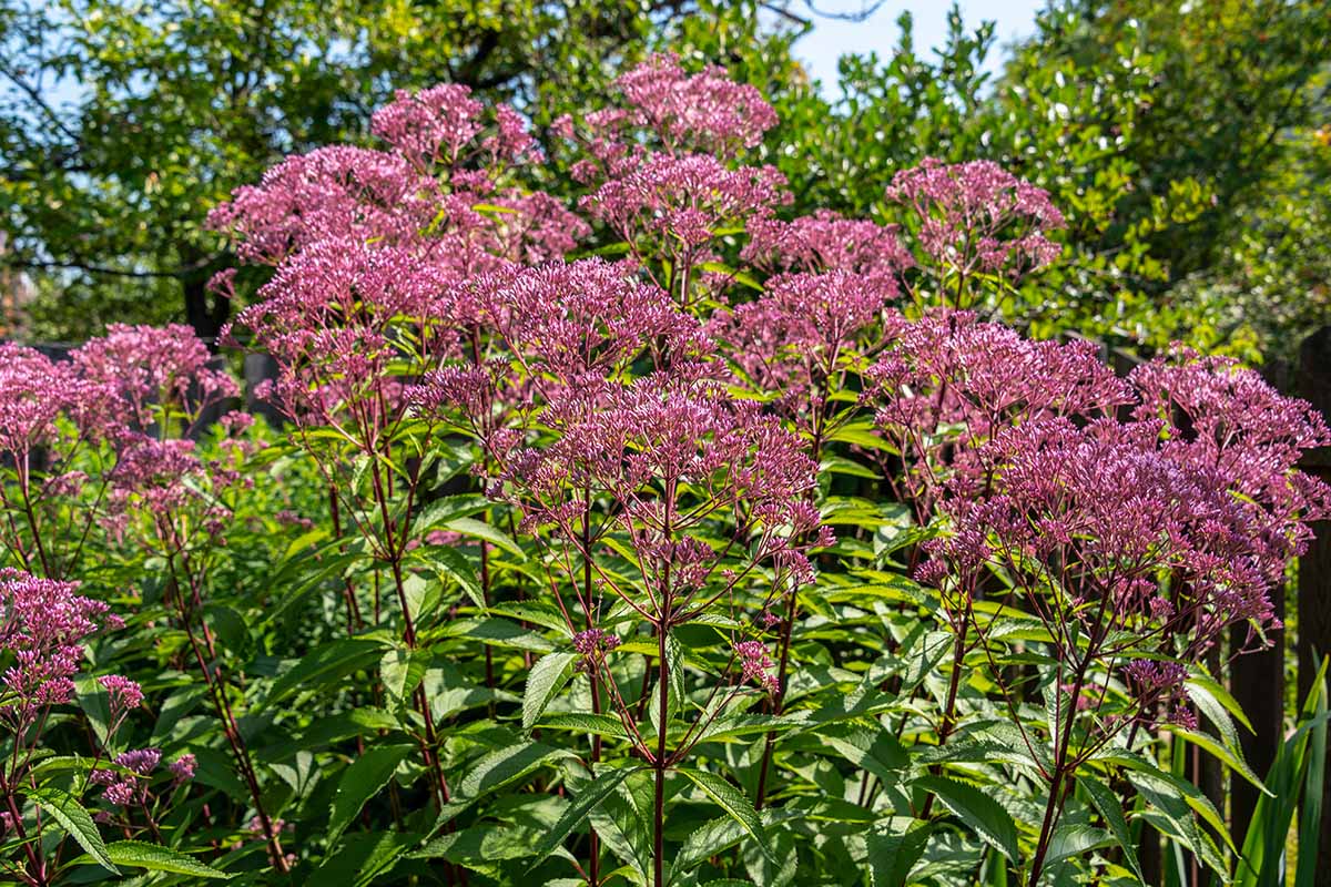 Grow Joe Pye Weed: Seedlings to Gorgeous Blooms