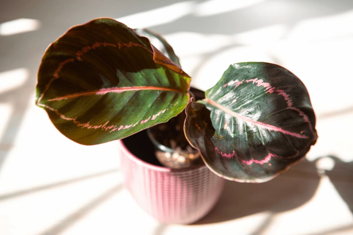 Discover the Best Techniques for Growing Gorgeous Calathea with Ease!