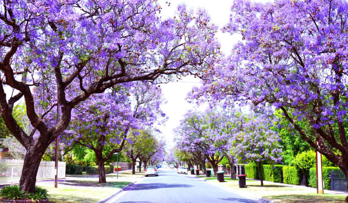 Jacaranda Trees: Stunning Garden Features