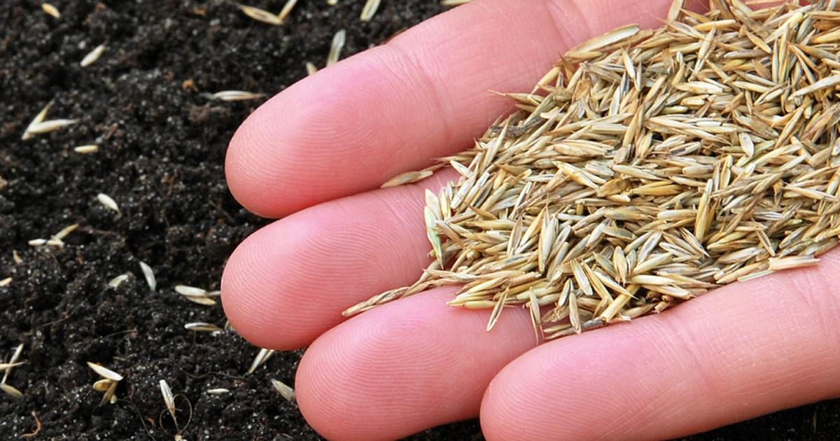 The Top Strategies for Timing Your Grass Seed Sowing in the UK