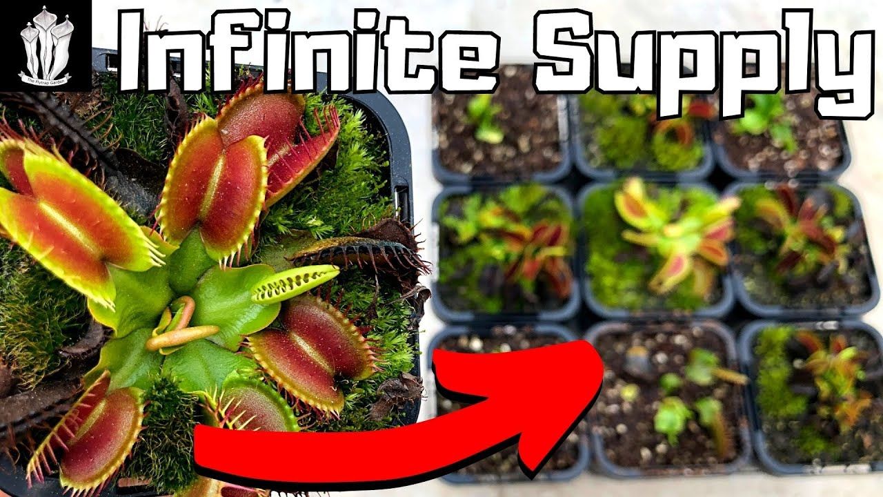 Master the Art of Propagating Venus Fly Traps in 5 Easy Steps