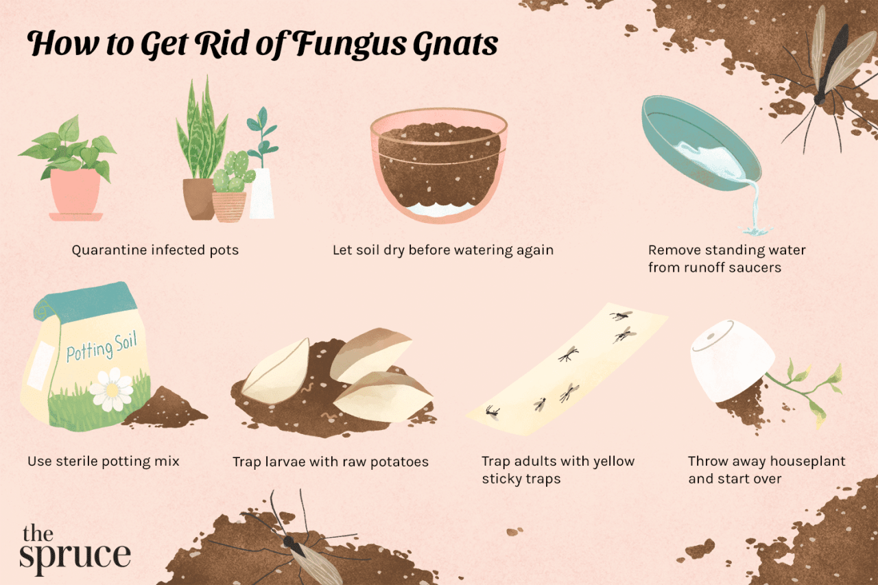 How to Prevent Gnats from Infesting Your Plants