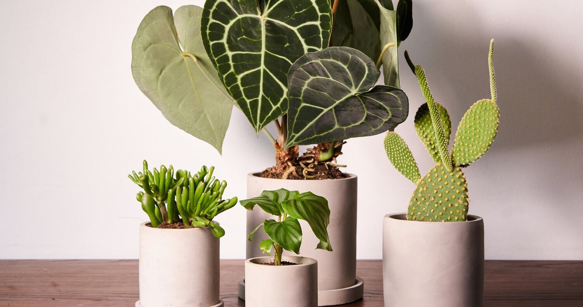 Best Beginner Houseplants: Easy Choices for Green Thumbs