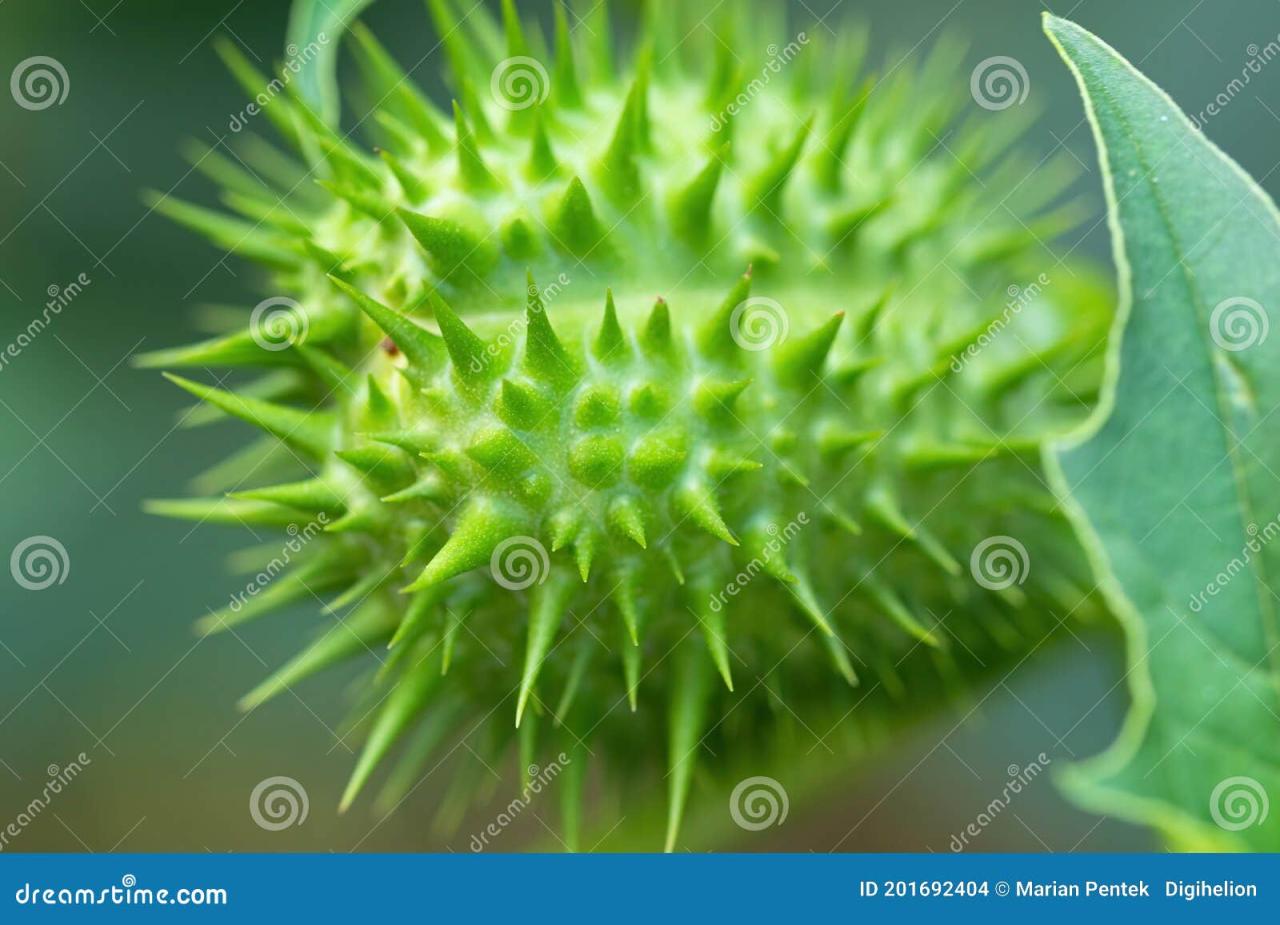 Spiky Seeds: Natures Hidden Powerhouses Revealed!