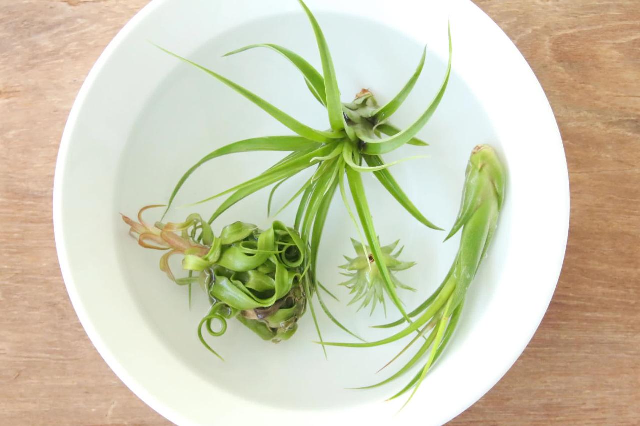 The Best Watering Practices for Healthy Air Plants