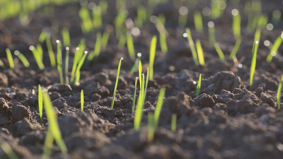 The Top Strategies for Timing Your Grass Seed Sowing in the UK