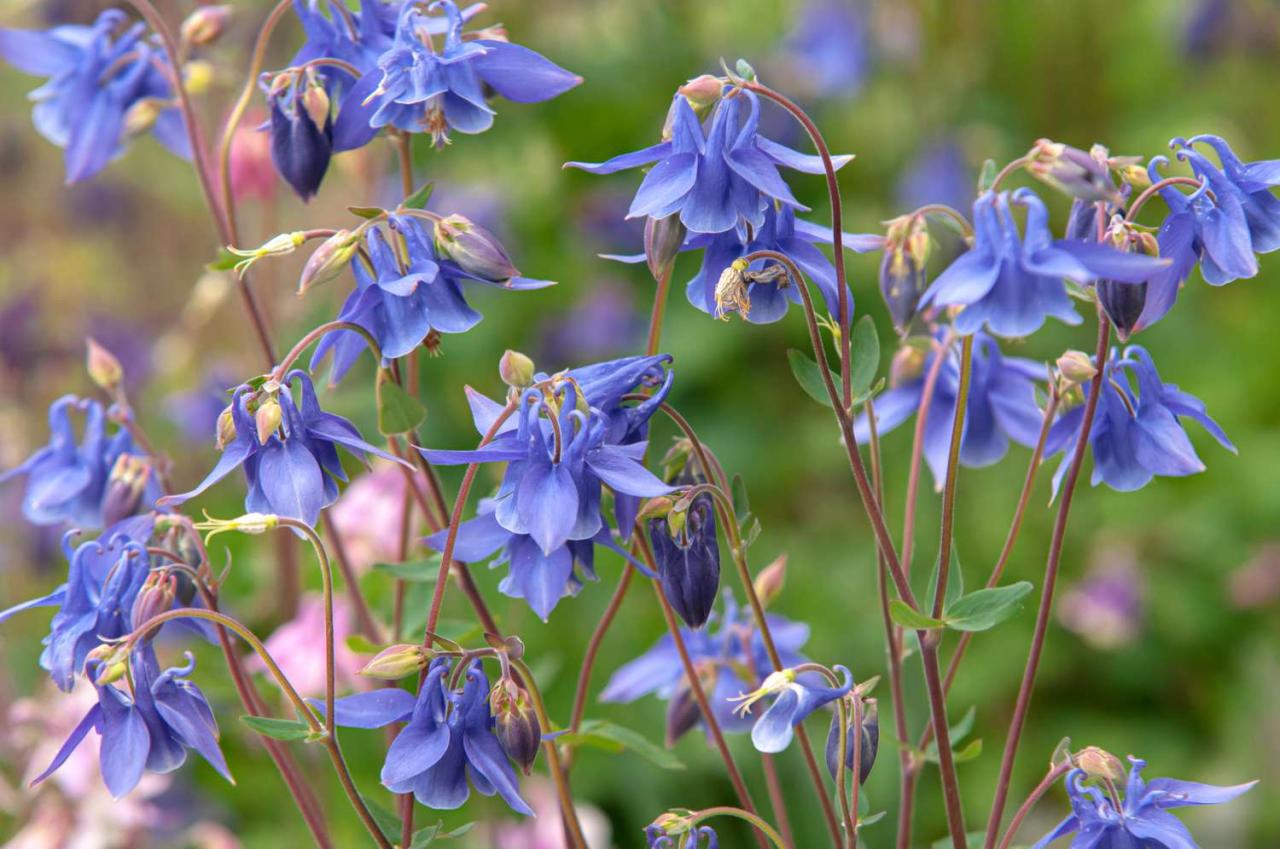 Columbine Plants Care: How to Achieve Gorgeous Results