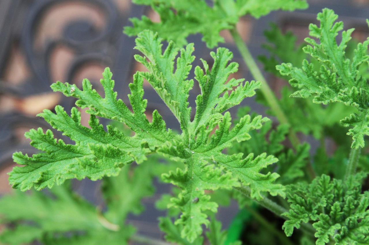 How to Achieve a Thriving Citronella Plant for Maximum Pest Control Benefits