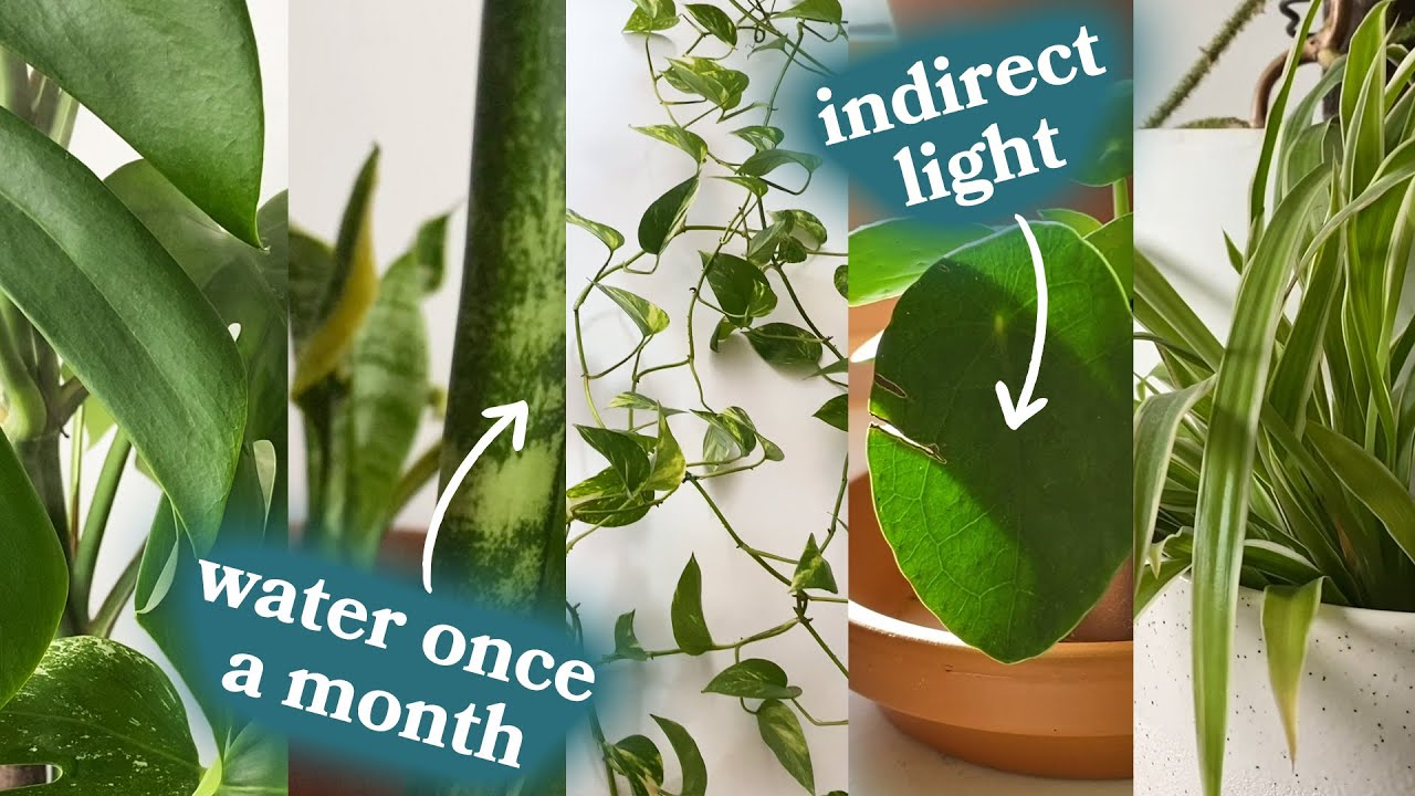 Beginner Houseplants That Survive With Minimal Attention