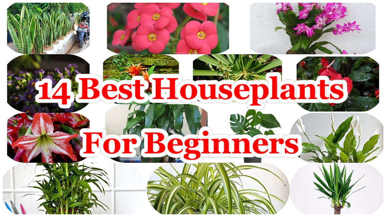 Beginner Houseplants That Survive With Minimal Attention