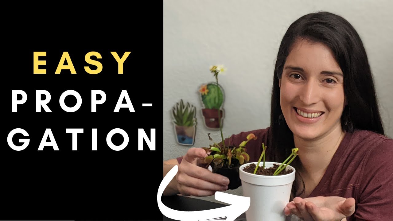 Master the Art of Propagating Venus Fly Traps in 5 Easy Steps