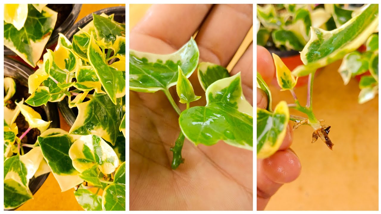 How to Propagate Ivy: The Ultimate Step-by-Step Guide