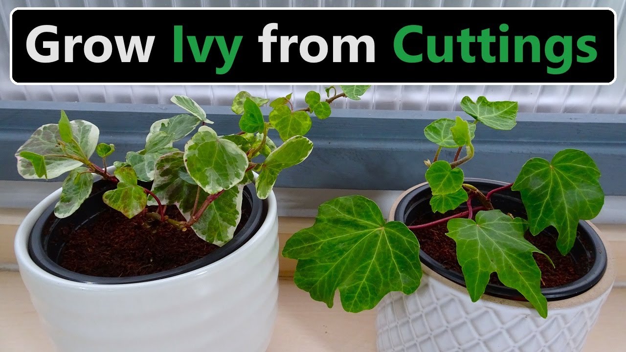 How to Propagate Ivy: The Ultimate Step-by-Step Guide