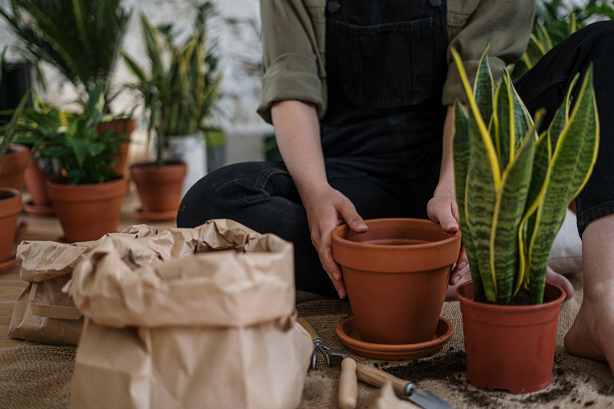 How to Repot Large Indoor Plants Without Damage