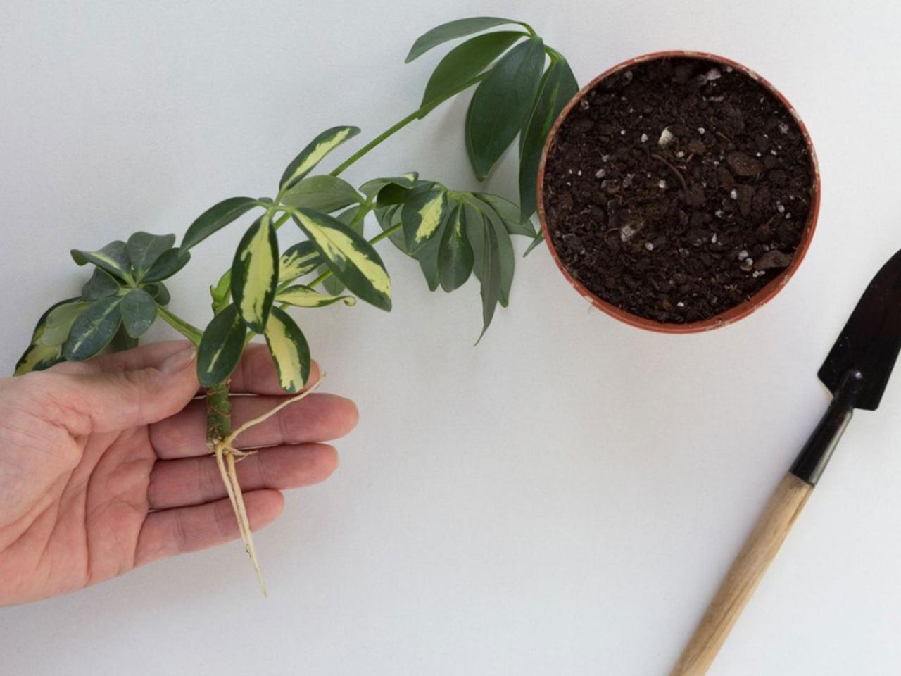 The Best Tips for Achieving Success in Schefflera Propagation