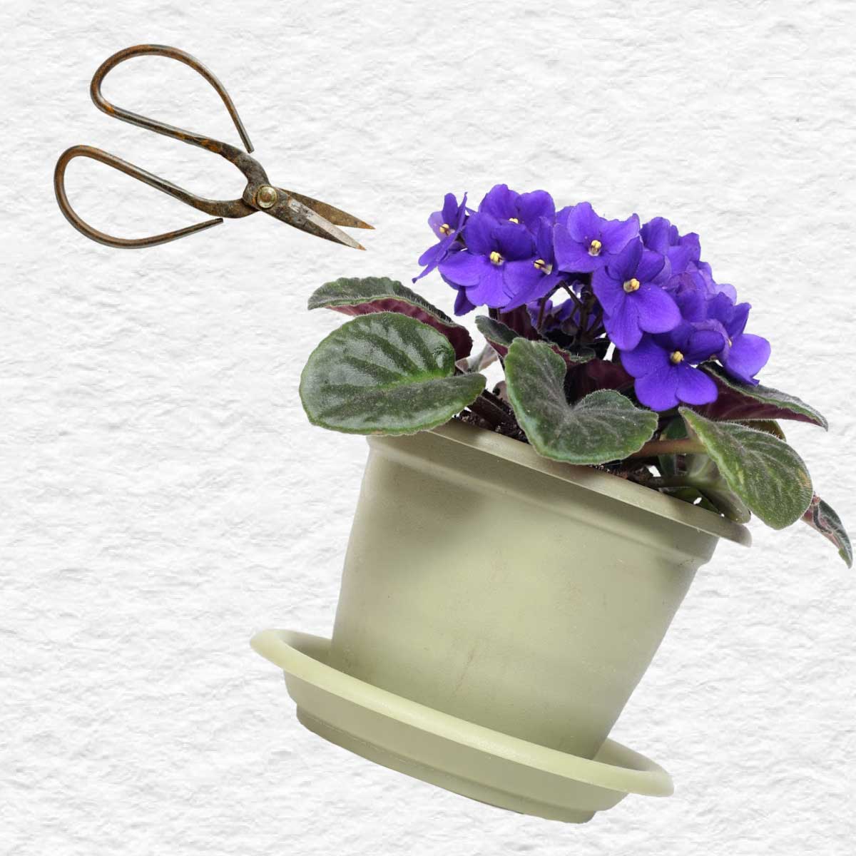 Fast-Track African Violet Propagation: Grow More in Less Time